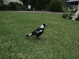Bird in Lawn.jpg